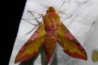Deilephila porcellus