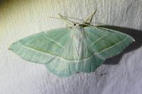 Campaea margaritaria