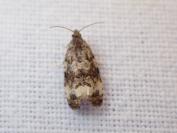 Endothenia