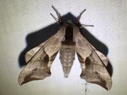 Smerinthus ocellatus