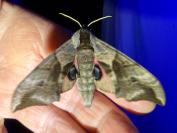 Smerinthus ocellatus