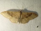 Idaea degeneraria