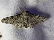 Biston betularia