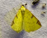 Opisthograptis luteolata