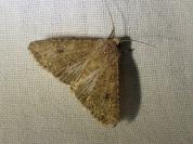 Anarta trifolii