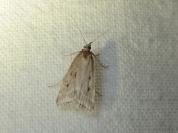 Eudonia pallida
