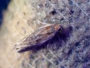 Eucosma