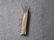 Crambus pascuella