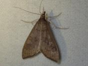 Mecyna asinalis