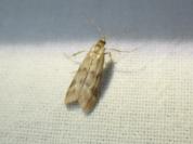Homoeosoma sinuella