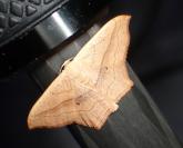 Scopula imitaria