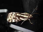 Acontia lucida