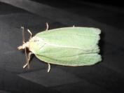 Tortrix viridana