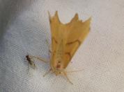Ennomos erosaria