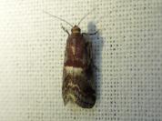Acrobasis marmorea