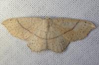 Cyclophora punctaria
