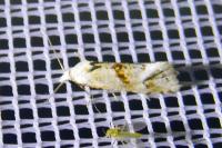Cochylimorpha straminea