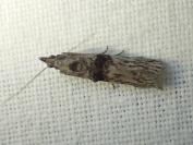 Nephopterix angustella