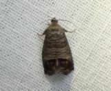 Cydia pomonella