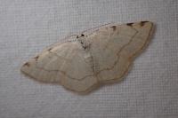 Stegania trimaculata