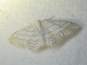 Idaea subsericeata