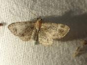Pasiphila