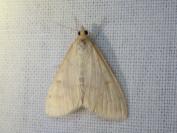 Ostrinia nubilalis