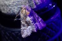 Oligia