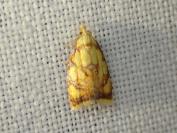 Acleris bergmanniana