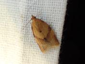Clepsis consimilana