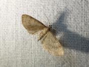 Eupithecia haworthiata