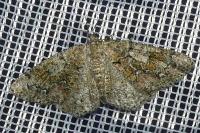 Cleorodes lichenaria