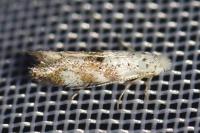 Bucculatrix frangutella