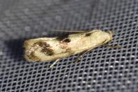 Elachista maculicerusella