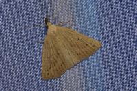 Macrochilo cribrumalis