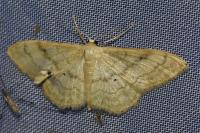 Idaea deversaria