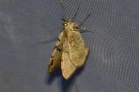 Macaria wauaria