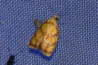 Acleris bergmanniana