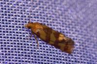 Aethes rutilana