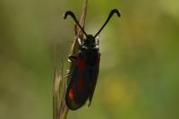 Zygaena loti