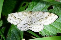 Ectropis crepuscularia