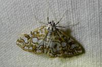 Elophila nymphaeata