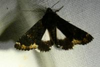 Catephia alchymista