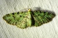 Pasiphila rectangulata