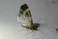 Plemyria rubiginata