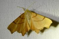 Ennomos erosaria