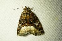 Deltote pygarga