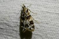 Eudonia delunella