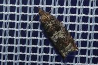 Ancylis achatana