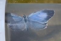 Celastrina argiolus
